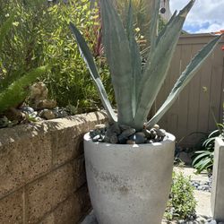 Large Designer Agave Plants In Modern Concrete Planners