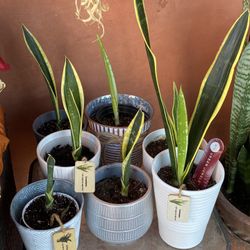 Snake Plants 
