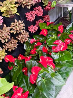 Plants (6”pot❤️Red Anthurium $15 each)