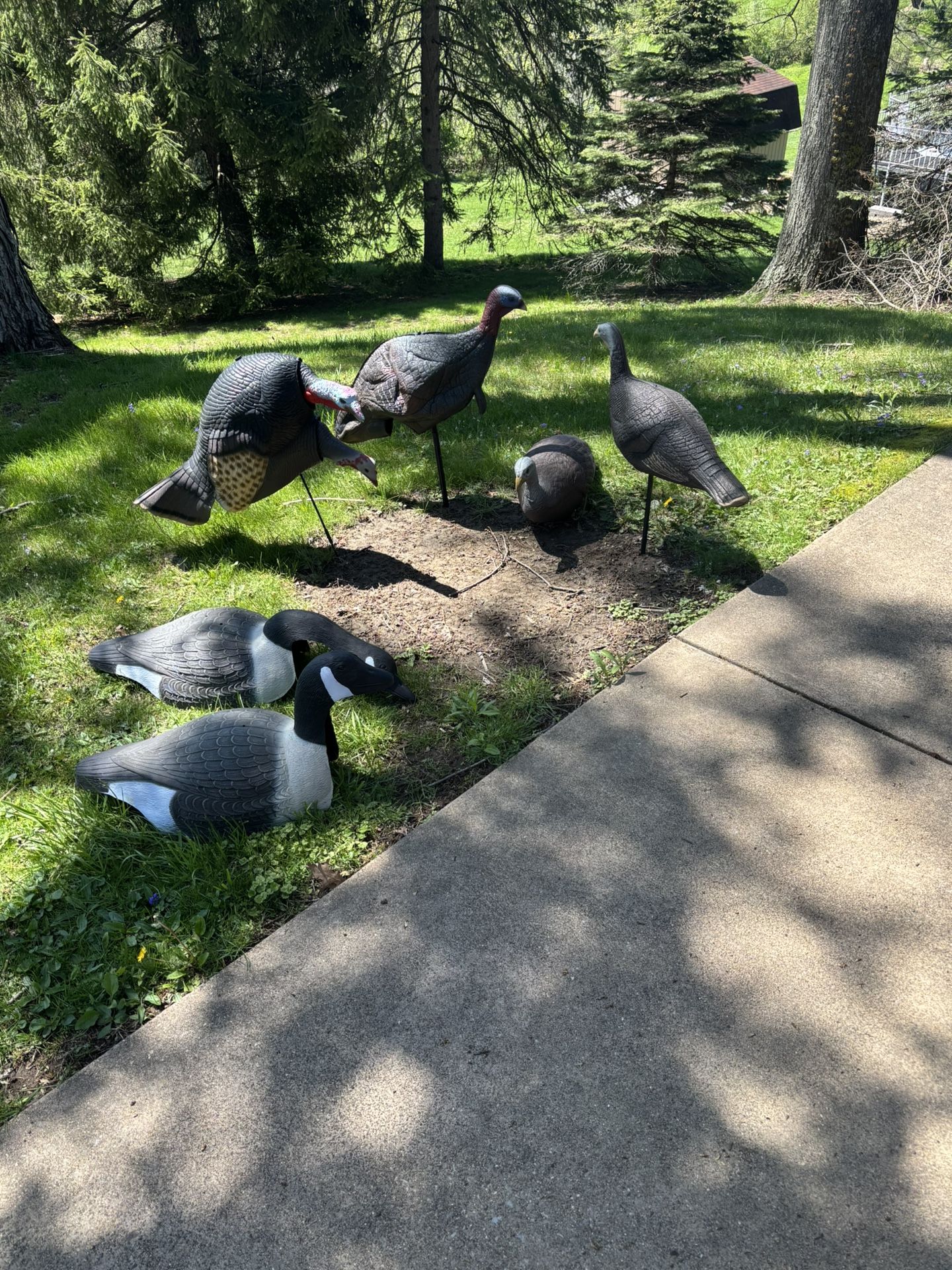 Turkey decoys