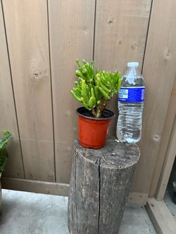 Shrek ears  succulent