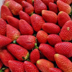 Fresas Frescas
