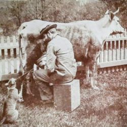 STEREOVIEW STEREOGRAPH "AND NICODEMUS WAS FED BY THE WAYSIDE" COW,FARM,CAT 