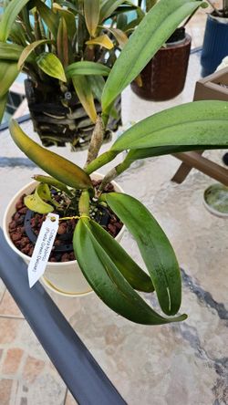 Cattleya Prada Green Delux