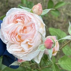 Moonlight In Paris Bush Rose Rooted.   $15