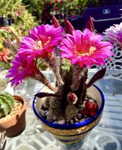 Cactus 🌵 Plant In Bloom - With Fuschia Color Flowers. First Picture To Show The Flower .