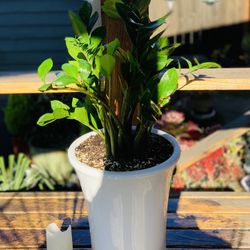 Live indoor large ZZ plant in a tapered ceramic planter flower pot—firm price