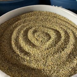 Bulk Chicken Feed All Flock & Layer Feed 