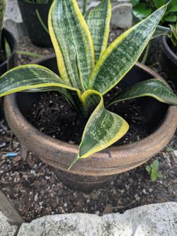 Low growth snake plant.