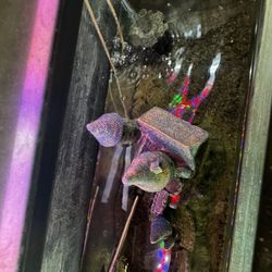 Aquarium For Sale