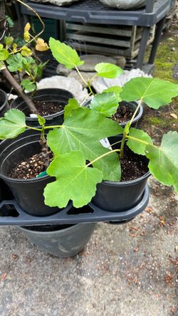 Fig trees