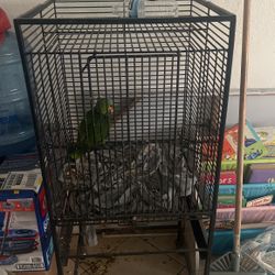 Bird Cage 