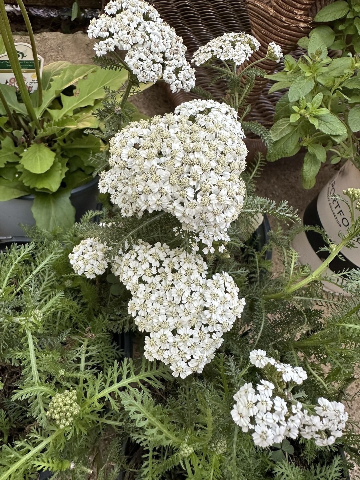 White Yarrow Plants / Plantas 
