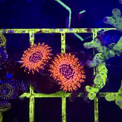 Utter Chaos Zoanthids Aquarium Decoration 