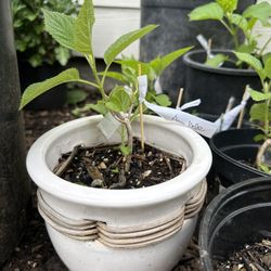 Starter Hydrangea Nikko And Annabelle 