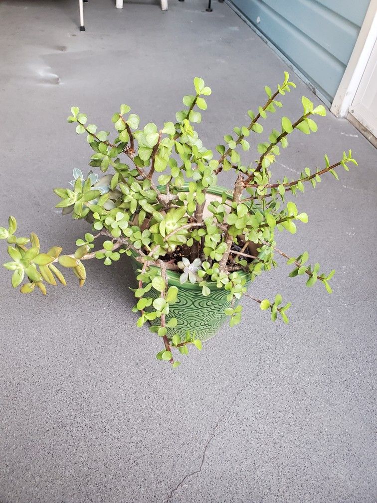 Succulent