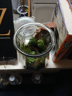Glass Jar Terrarium with Live Plants