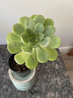 Tree Aeonium Succulant Plant