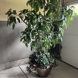 80 Inch Tall Artificial Tree With Beautiful Pot