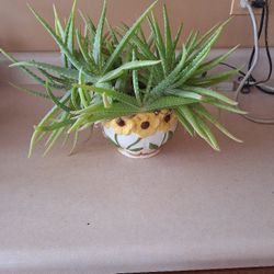 Plant In Ceramic Pot