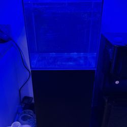Reef Tank