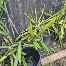 Free dragon Fruit Cuttings