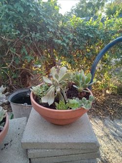 Succulent Arrangement in Terra Cotta Bowl 15 Each