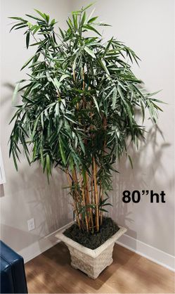 LIKE NEW: Bamboo Tree In A Planter