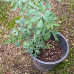 Rue Ruda Plant MACHO 