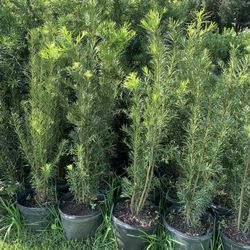 Podocarpus Over 4 Feet tall Instant privacy hedge full fence green ready for planting