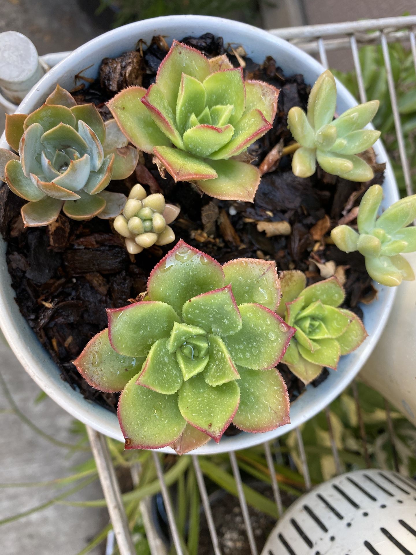 Variety Of Succulents