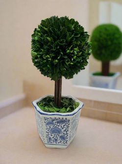Preserved Boxwood Topiary Tree in Blue & White Ceramic Pot - Plant and Table Centerpiece Stunning Greenery and Plant Decor for Home 5.9" Diameter Topi
