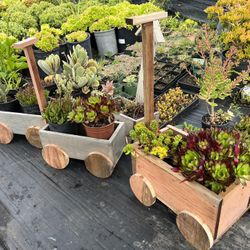 Plants For Sale 