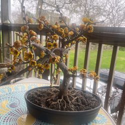 Realistic Artificial Wintersweet Bonsai