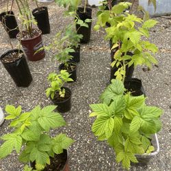 16 raspberry plants - three varieties