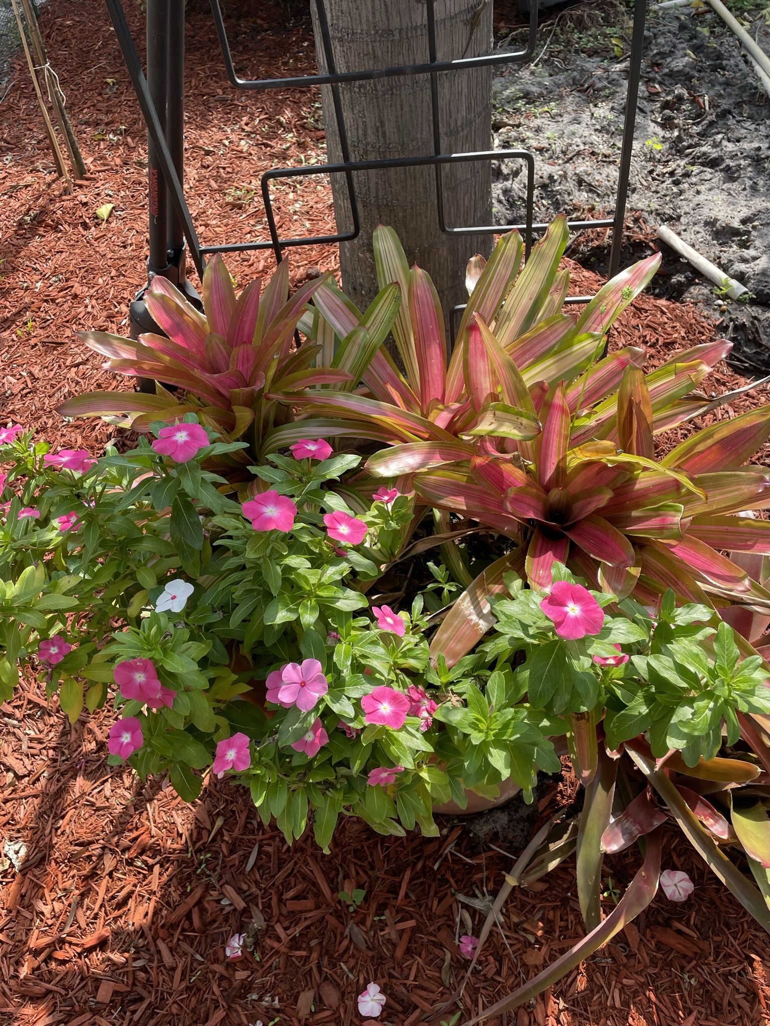 Bromeliads With Colorful Vincas