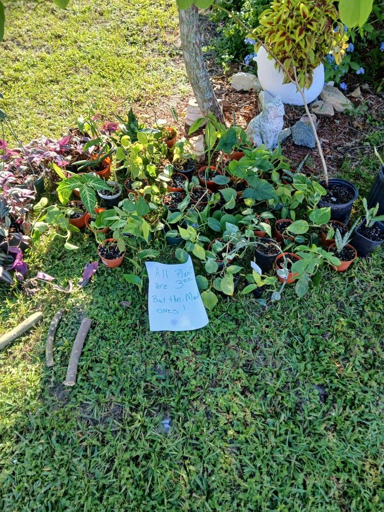 Plants,$3 apiece