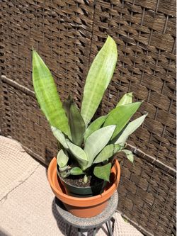 Sansevieria ‘Moonshine’ Snake Plant 🤍