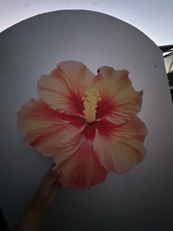 flower and orange props