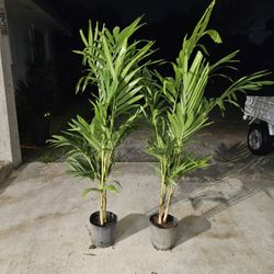 crhistmas Palms  $15 , 6/7 feet tall $75, 8 to 9 feet $150, and more sizes available 