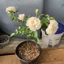 Outdoy rose