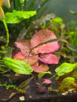 Red Aquarium Plant – Nymphaea Lotus