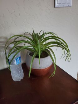 Plant Heavy vase artificial