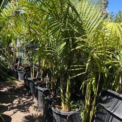 King Palm $$$75 each 