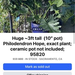 Huge ~3ft tall  (10” pot) Philodendron Hope, exact plant; ceramic pot not included; 95820