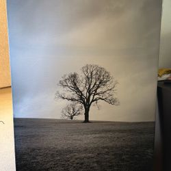 Picture Winter Tree 