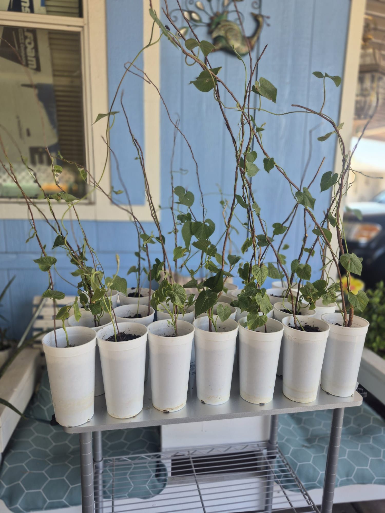 Morning Glory Climbing Plant 3x$5