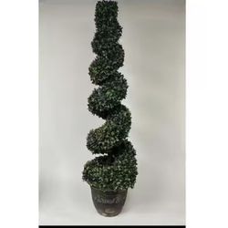 Spiral Boxwood Topiary