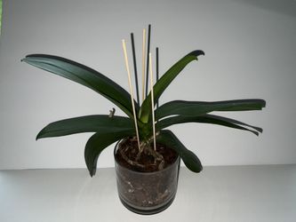 Mature Phalaenopsis Orchid ~5+ Years Old 🌿