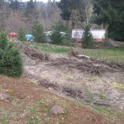 Cedar And Fir Trees. 3-12 Feet Best Offer
